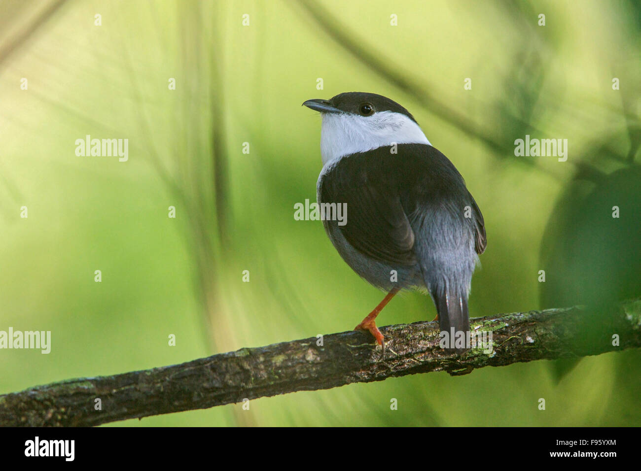 Whitebearded Manakin (Manacus Manacus) thront auf einem Ast im Atlantischen Regenwald des südöstlichen Brasilien. Stockfoto Whitebearded Manakin (Manacus Manacus) thront auf einem Ast im Atlantischen Regenwald des südöstlichen Brasilien. Stockfoto