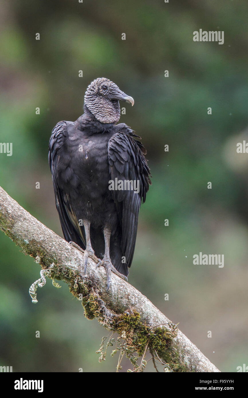 Mönchsgeier (Caagyps Atratus) thront auf einem Ast in Costa Rica. Stockfoto