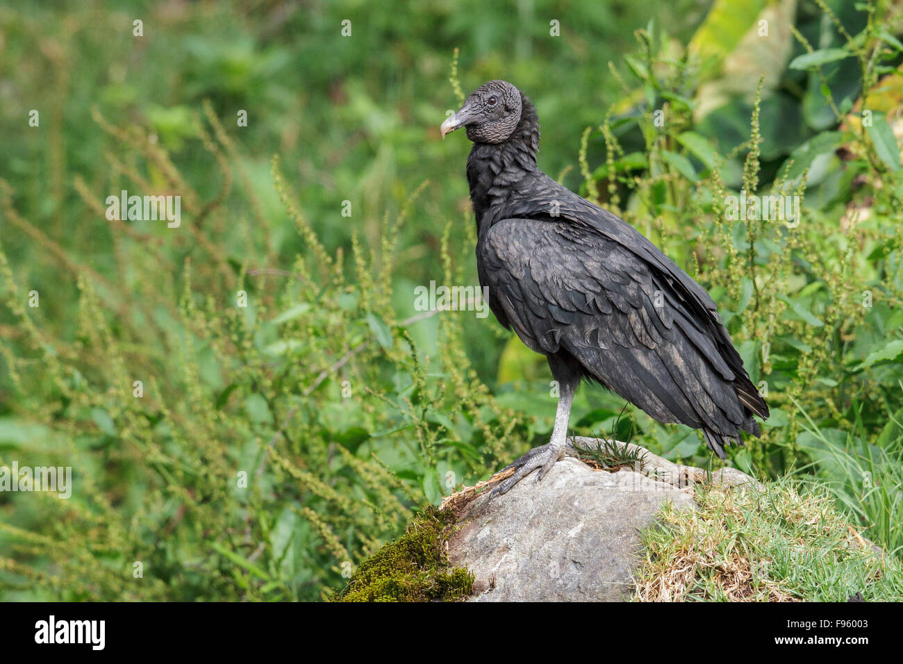 Mönchsgeier (Caagyps Atratus) thront auf einem Felsen in Costa Rica. Stockfoto