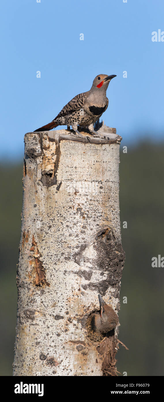 Genähte Panorama Stockfoto