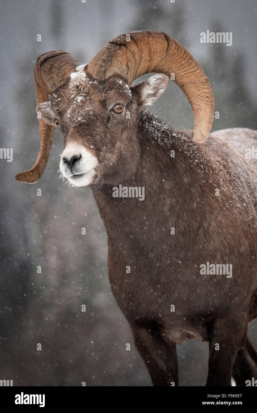 © Darwin Wiggett oopoomoo.com Bighorn Sheep Ram, Icefields Parkway, Jasper Nationalpark, ALberta, Kanada Stockfoto