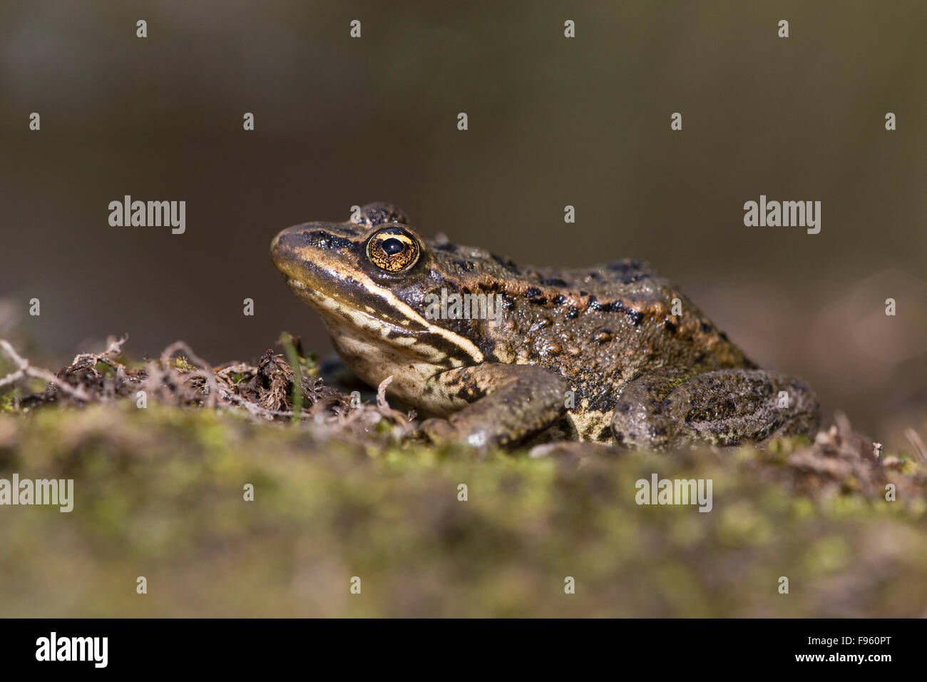 Columbia entdeckt Frosch (Rana Luteiventris), ThompsonNicola Region, Britisch-Kolumbien. Stockfoto