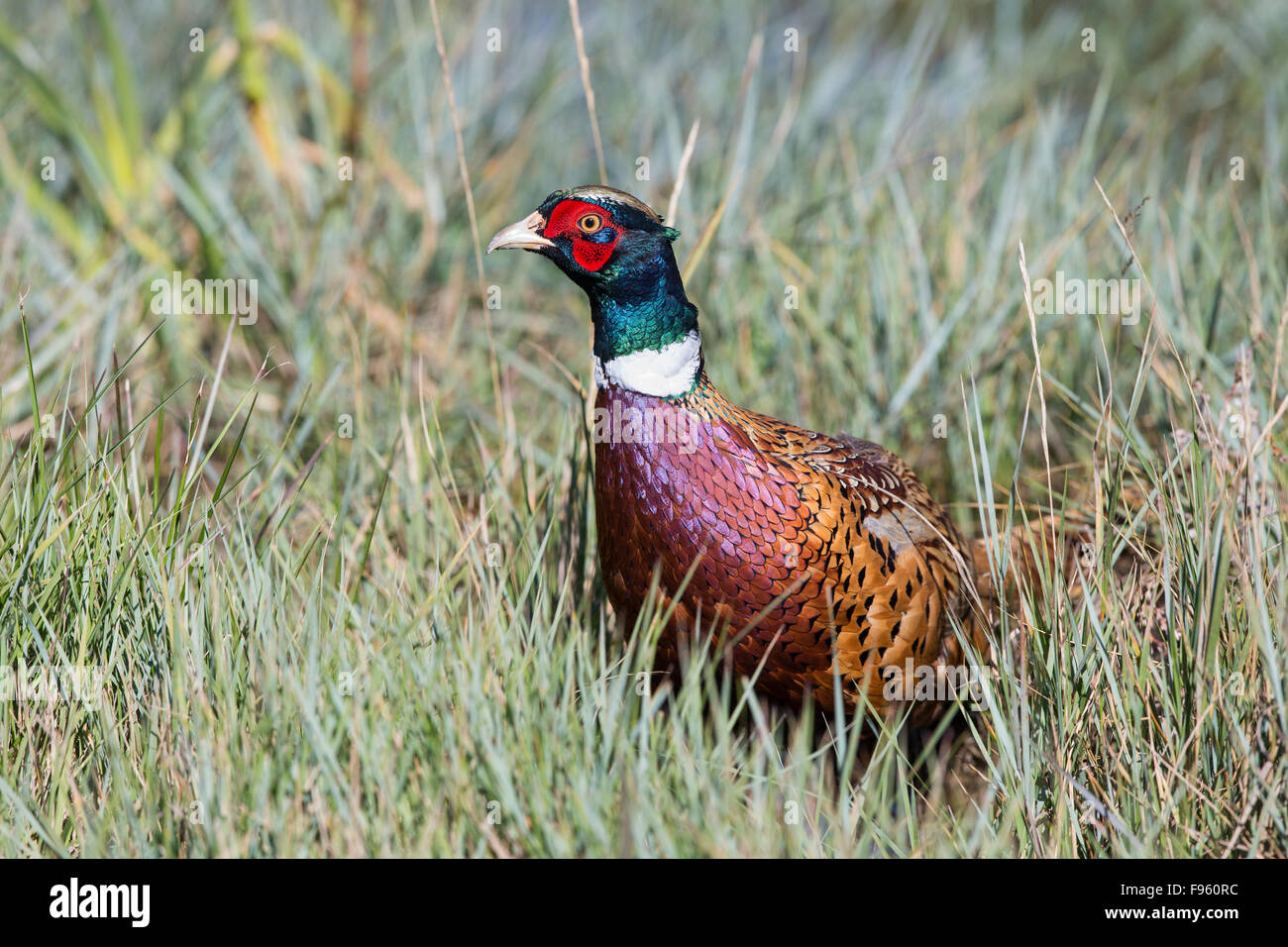 Ringnecked Fasan (Phasianus Colchicus), Männlich, Grasslands National Park, Saskatchewan. Stockfoto