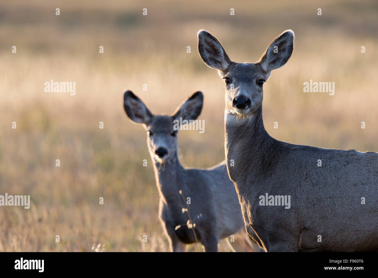 Maultierhirsch (Odocoileus Hemionus), Doe und Fawn, Grasslands National Park, Saskatchewan. Stockfoto