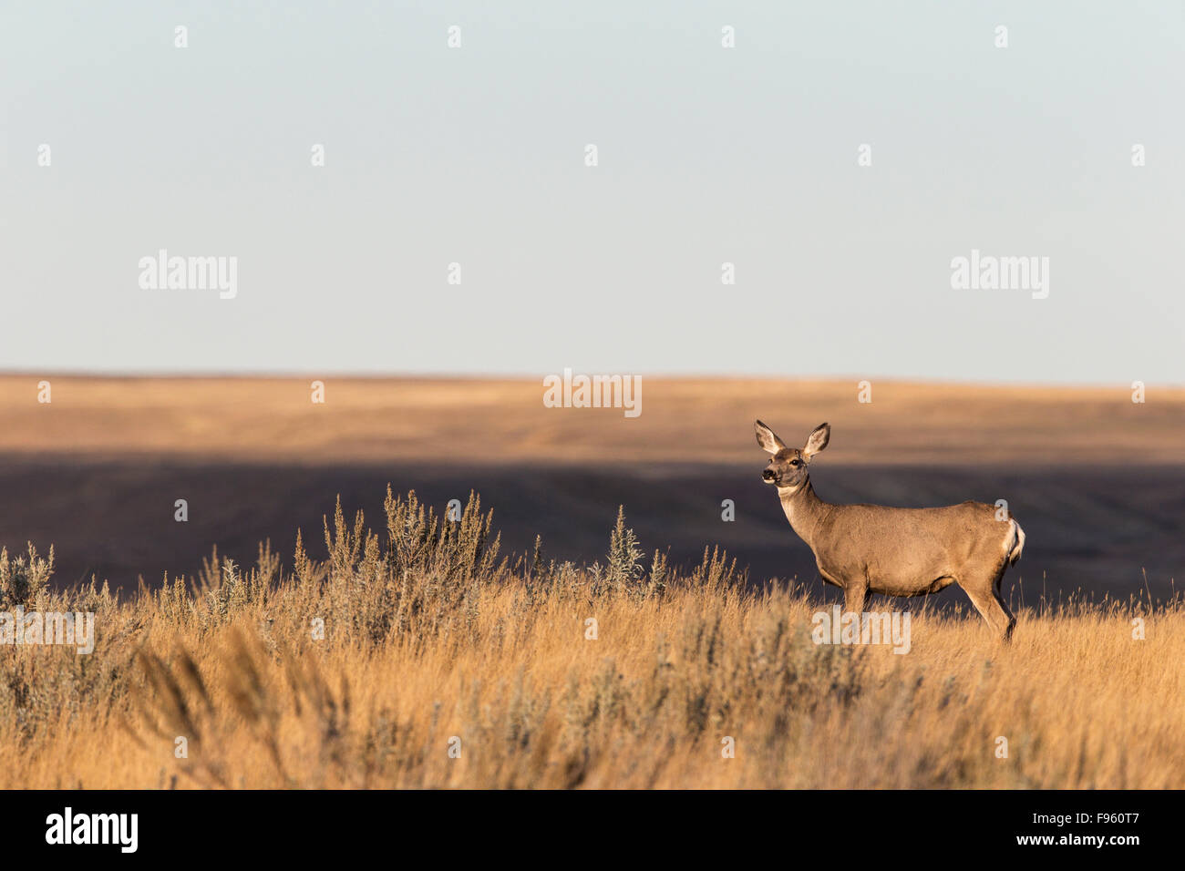 Maultierhirsch (Odocoileus Hemionus), Doe, Grasslands National Park, Saskatchewan. Stockfoto