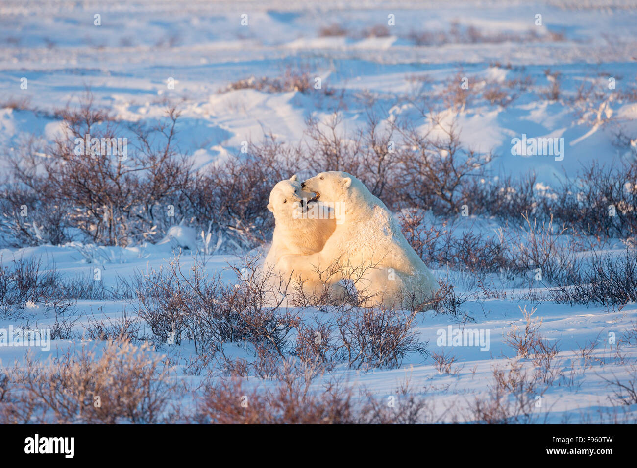 Eisbär (Ursus Maritimus), Männchen, sparring, unter Weiden (Salix Sp.), Cape Churchill, Wapusk-Nationalpark, Manitoba. Stockfoto