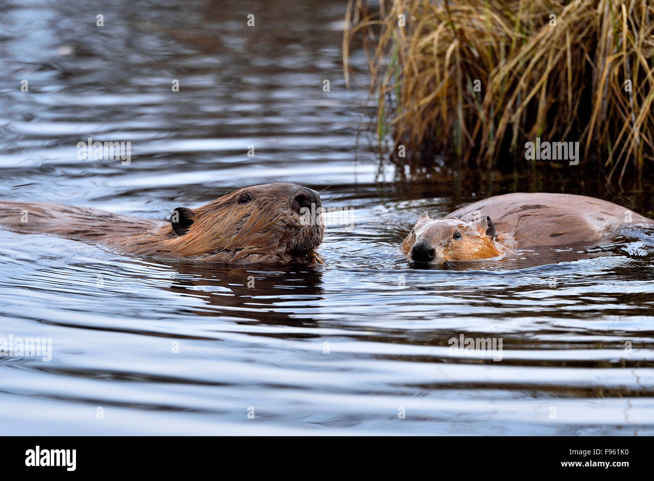 Zwei Biber "Castor Canadenis" schwimmen und Fütterung im Wasser ihre Beaver dam nahe Hinton, Alberta, Kanada Stockfoto