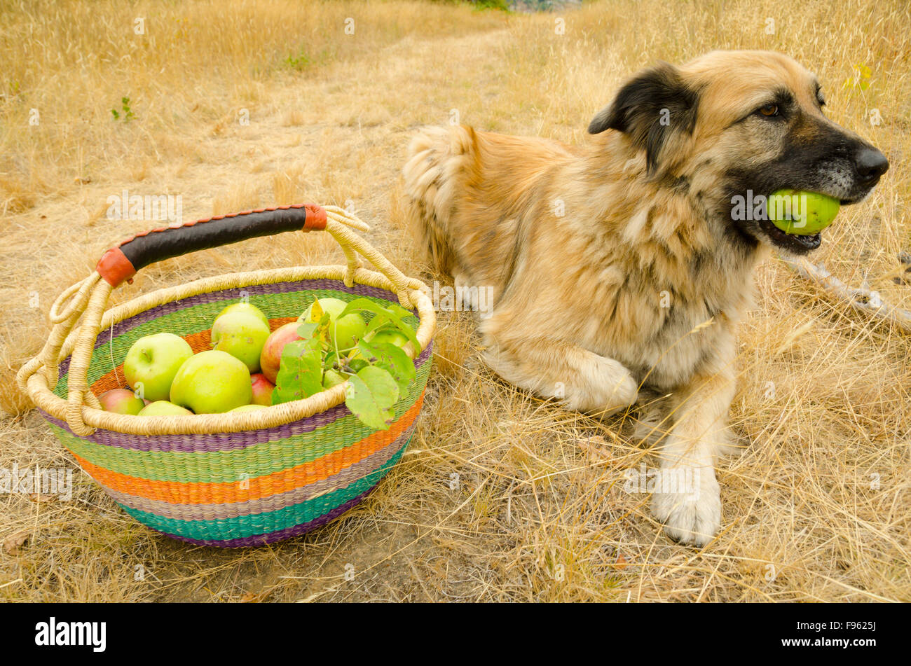 Der Hund die Familie gilt für einen Apfel statt ihrer üblichen Tennisball Stockfoto