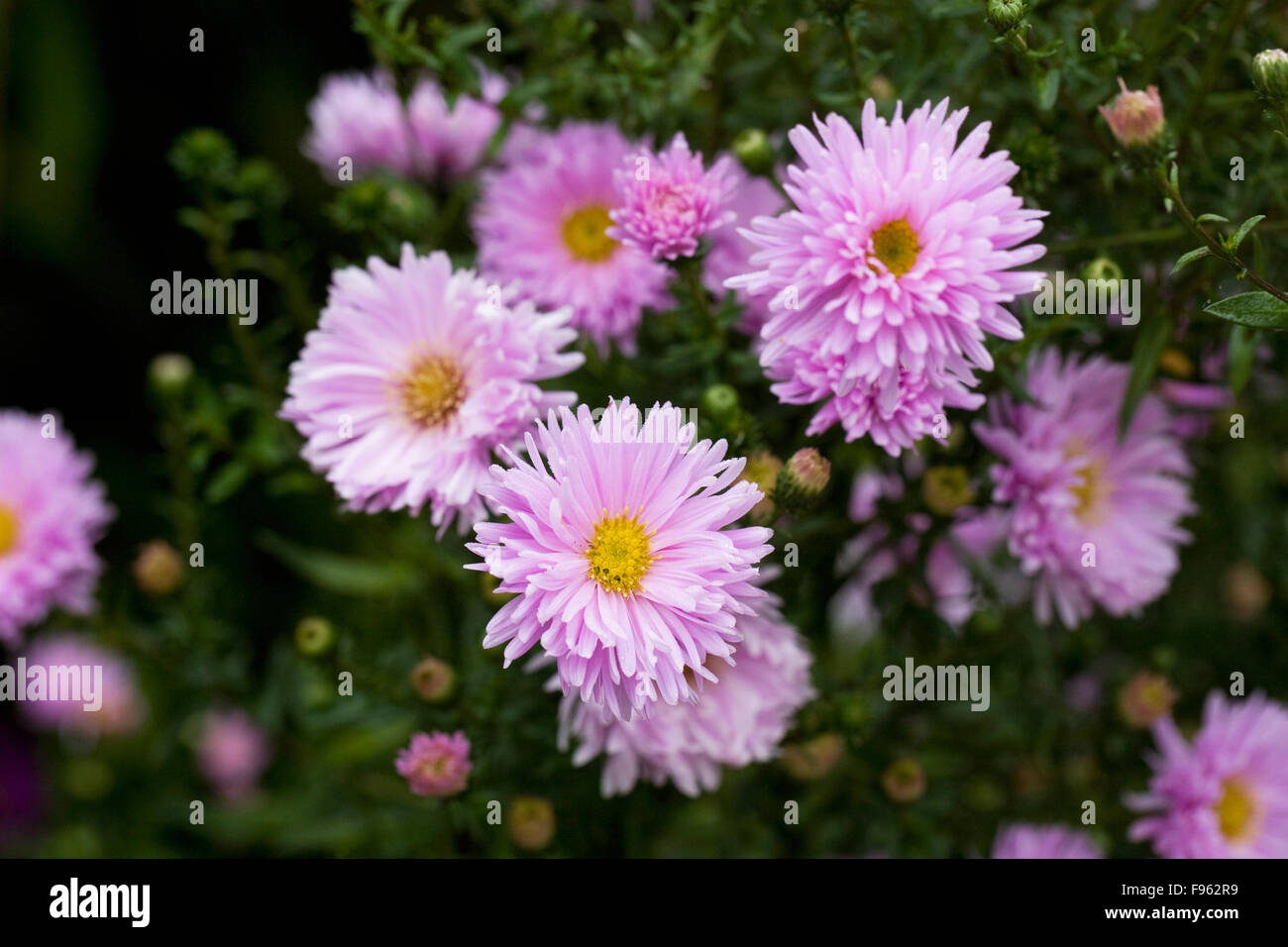 Aster Novi-Belgii "Lassie" Blumen in einem krautigen Grenze. Stockfoto