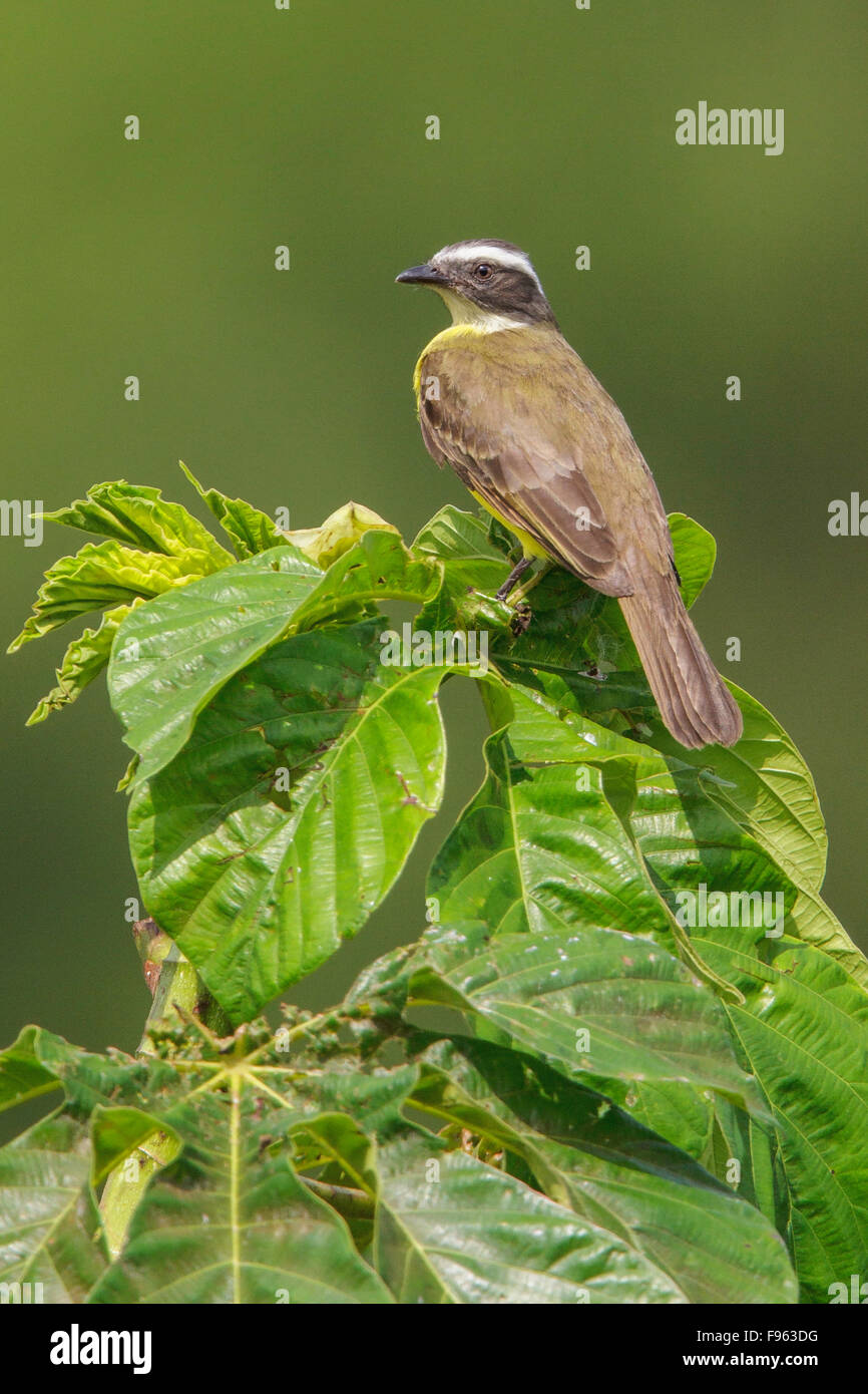 Soziale Flycatcher (Myiozetetes Similis) thront auf einem Ast in Manu Nationalpark in Peru. Stockfoto