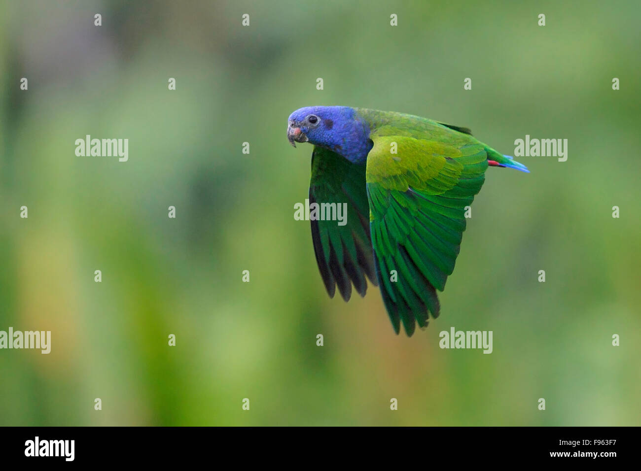 Blueheaded Papagei (Pionus Menstruus) fliegen in Manu Nationalpark in Peru. Stockfoto