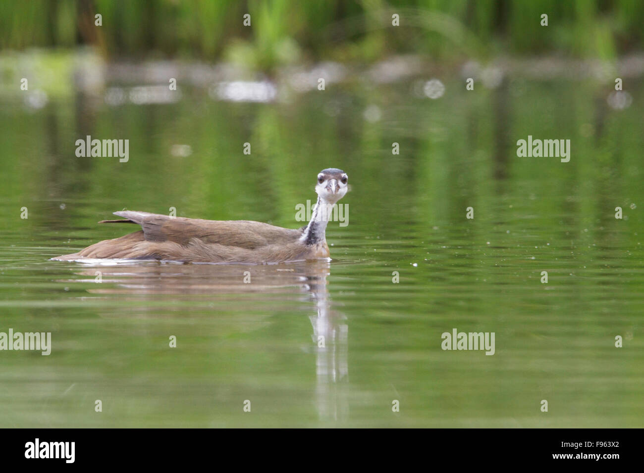 Pantropisch (Heliornis Fulica) in einem See in Manu Nationalpark in Peru. Stockfoto