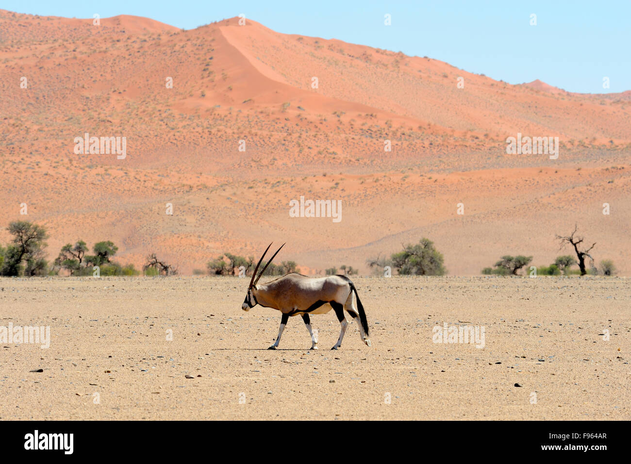 Einsame männliche Oryx oder Oryx (Oryx Gazella) überqueren Wüste, Sossusvlei, Namib-Naukluft-Nationalpark, Namibia Stockfoto