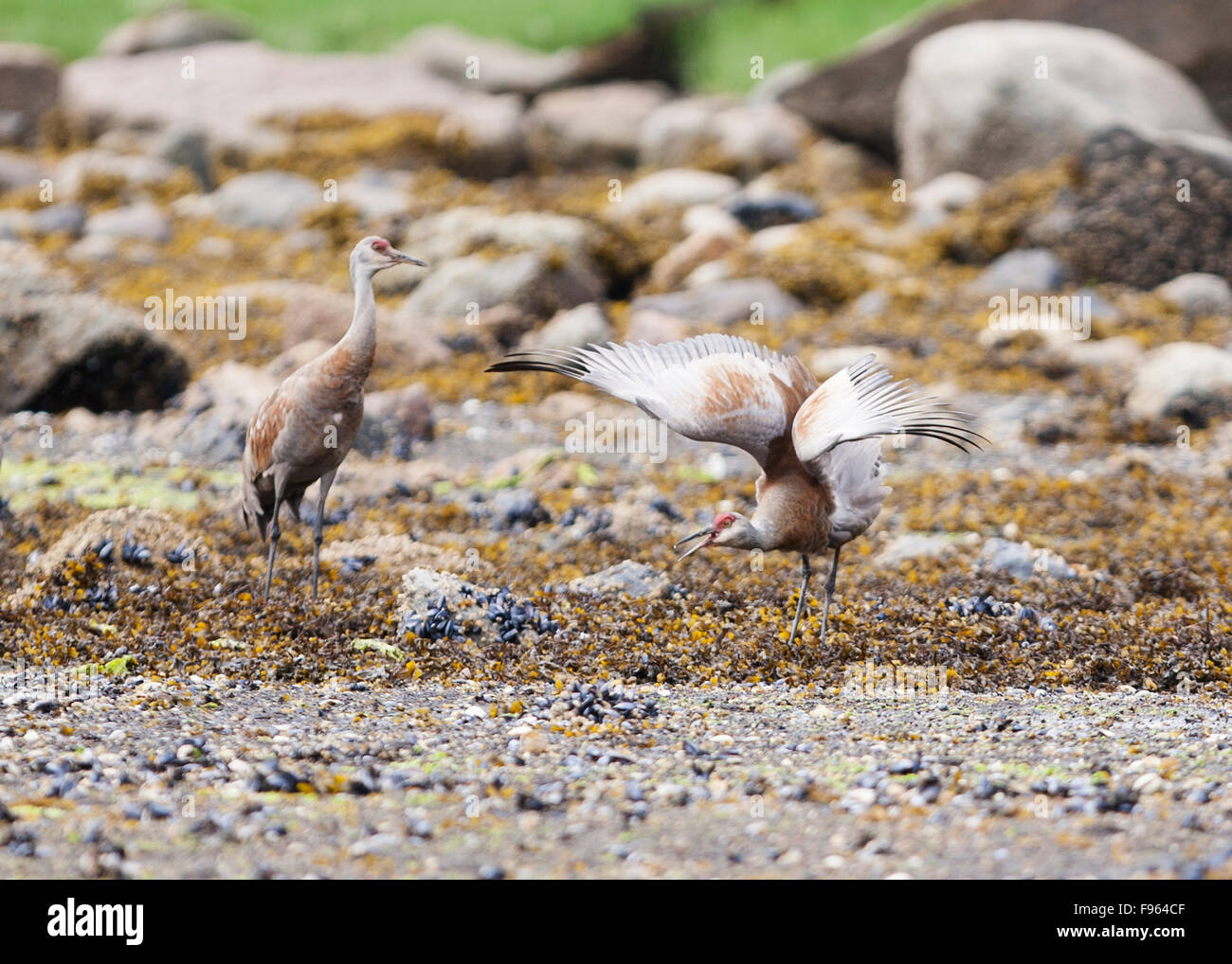 Kraniche auf Nahrungssuche unter den Felsküsten und Segge Rasen in der Nähe von zentralen Küste Nathan Island, British Columbia, Stockfoto
