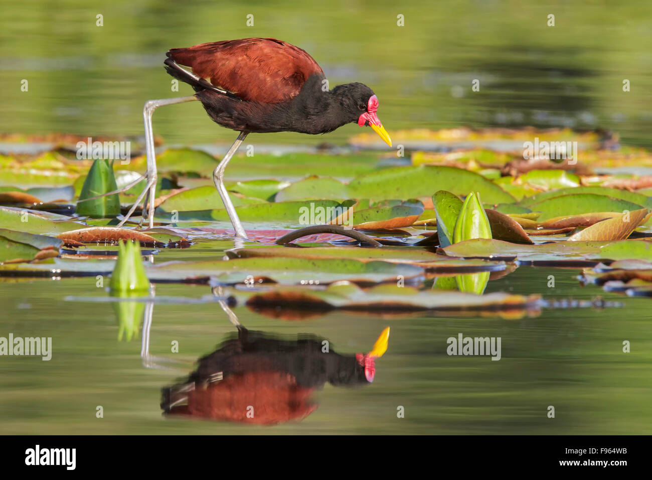 Flecht-Blatthühnchen (Jacana Jacana) in einem See in Manu Nationalpark in Peru. Stockfoto