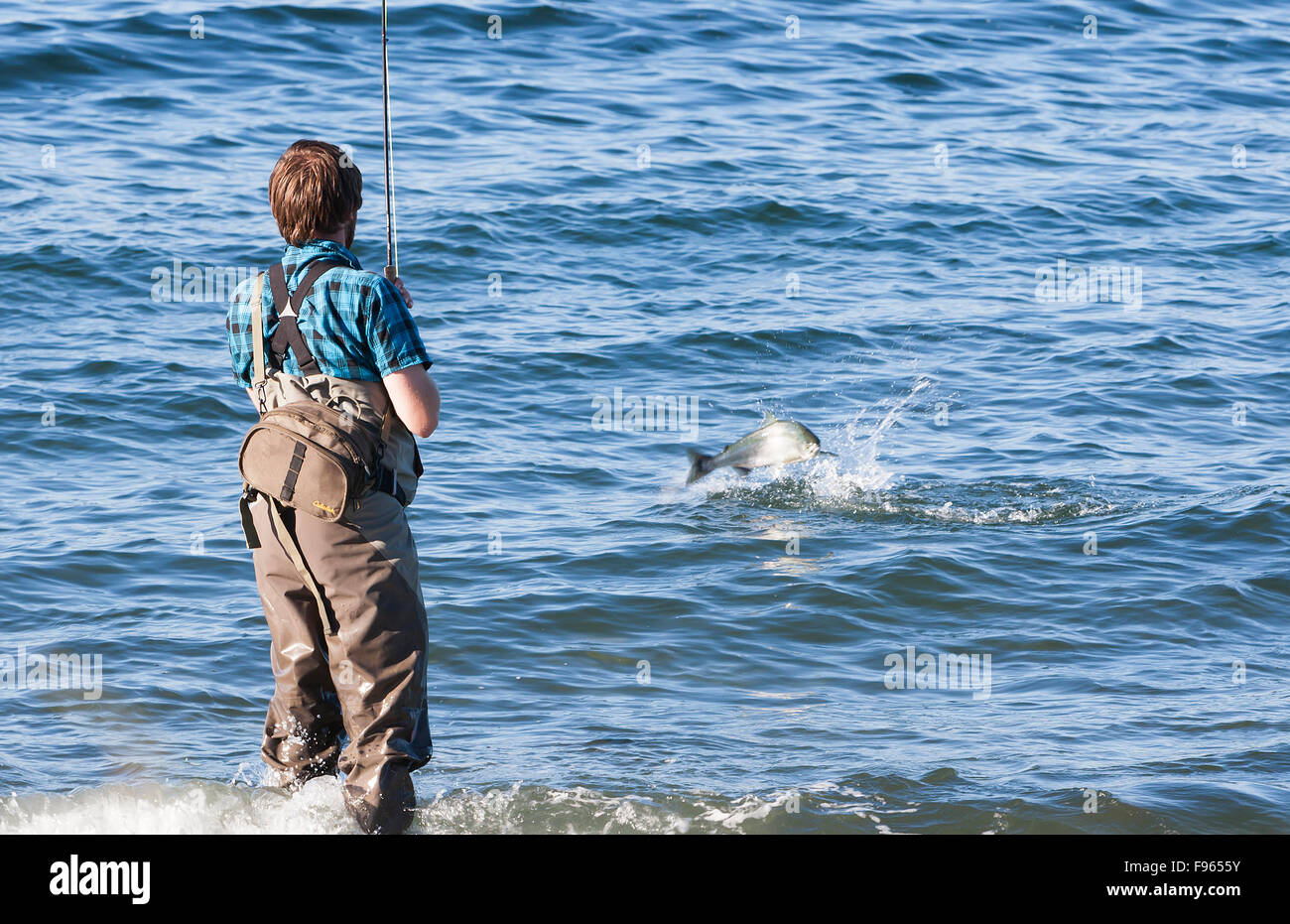 Ein Angler Haken in einem rosa Lachs beim Strand Angeln im Cluwexe Resort in der Nähe von Port McNeill. Stockfoto