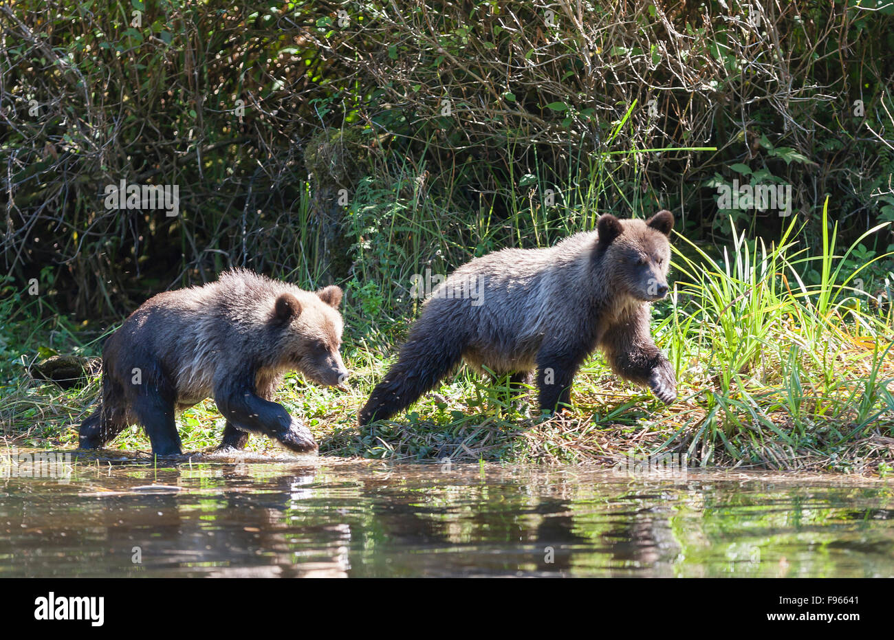 Grizzly-Bären, vor allem Sauen mit jungen füttern und Geselligkeit in der Glendale flussaufwärts Knight Inlet sind ein bekannter touristischer Stockfoto