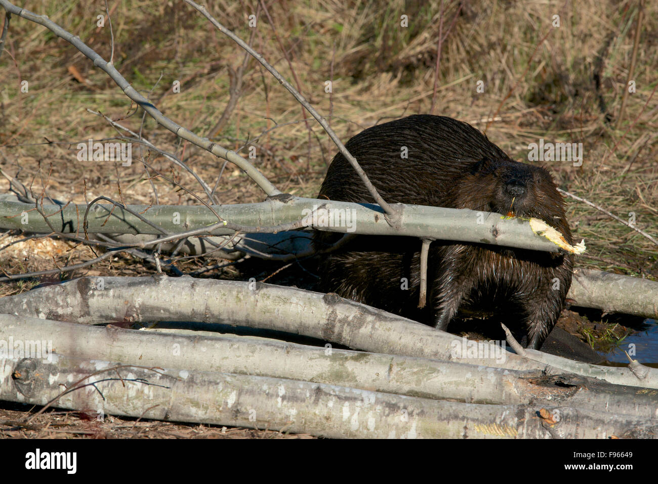 Biber (Castor Canadensis) mit Aspen (Populus Tremuloides) Zweig für Lebensmittel. 2. größte Nagetier der Welt.  borealen Wald in der Nähe Stockfoto