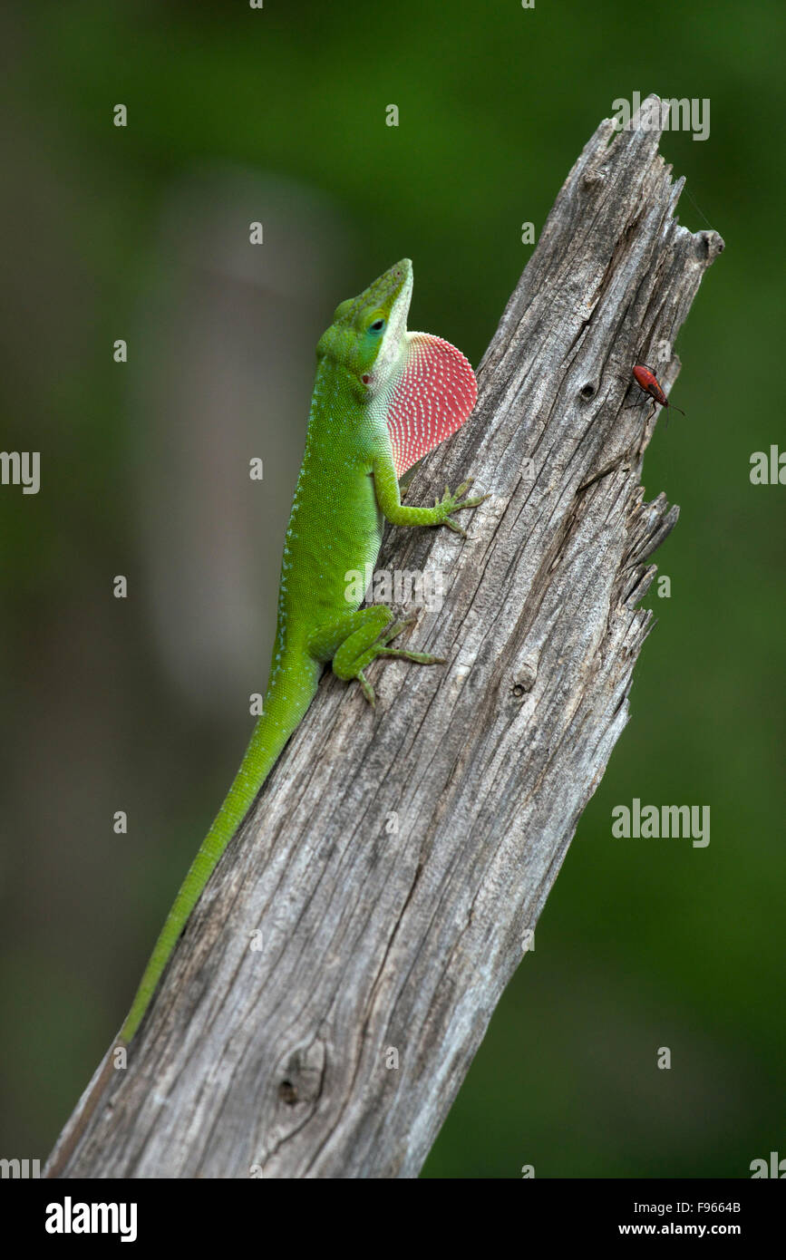 Carolina Anole, Männlich (Anolis Carolinensis) mit Wamme verlängert, Kerrville, Texas, USA Stockfoto