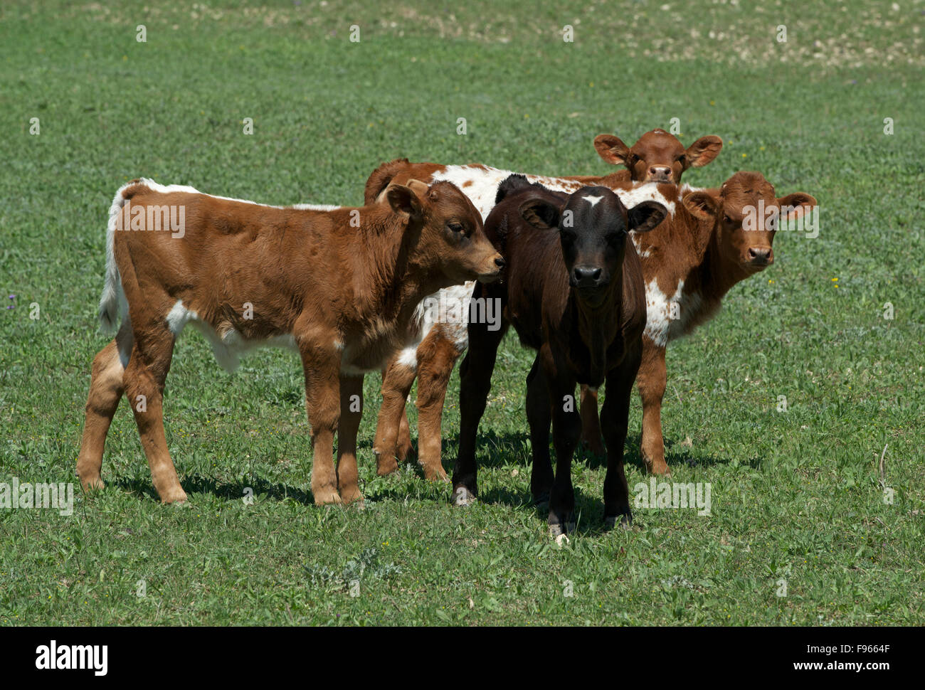 Texas Longhorn Rinder Kälber, Texas, USA. Stockfoto