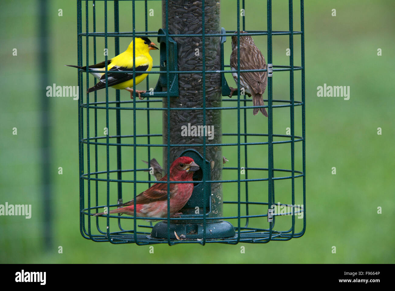 Amerikanische Stieglitz männlich, thront auf Frühling Baum Apfelzweig, (Spinus Tristis).  Nordontario. Kanada Stockfoto