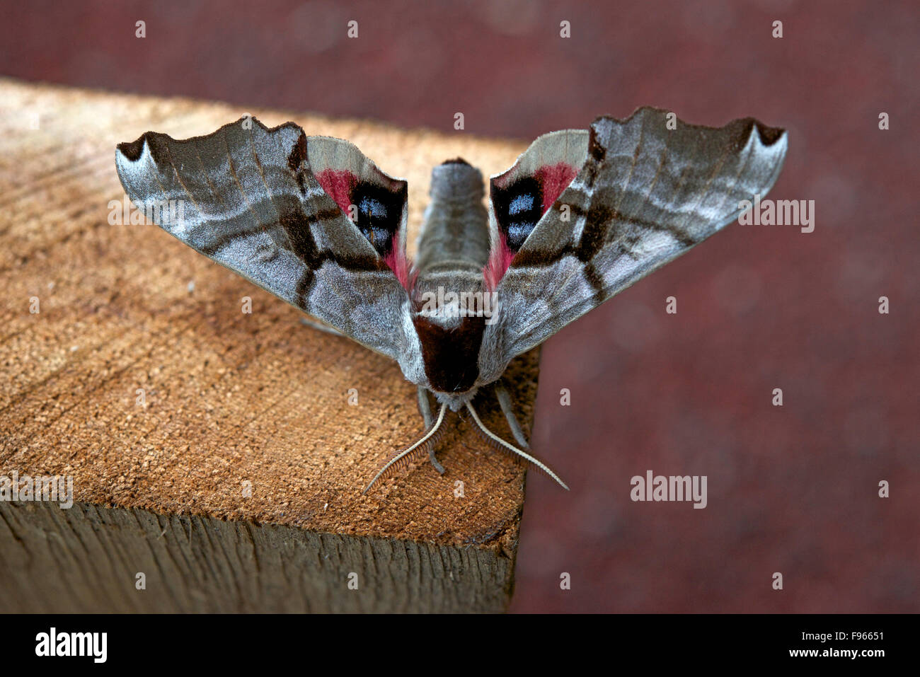 Twinspotted Sphinx Motte im nördlichen Ontario, Kanada. (Smerinthus Jamaicensis) Stockfoto