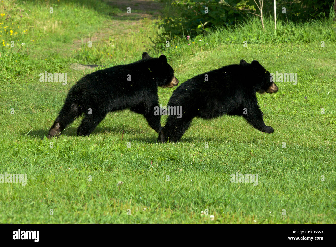 Junge schwarze Bärenjungen, Geschwister im grünen Rasen vom Viewer laufen. (Ursus Americanus). In der Nähe von schlafenden Riesen Provincial Stockfoto