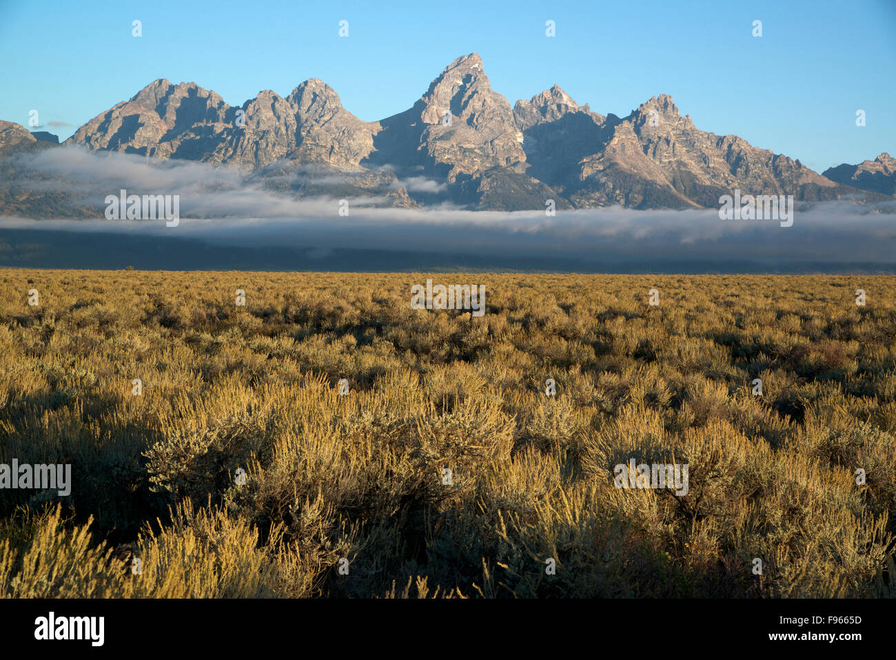 Bereich der großen Wüsten-Beifuß wächst in den Grand-Teton-Nationalpark, Jackson, Wyoming, USA. (Artemisia Tridentata); Teton Stockfoto