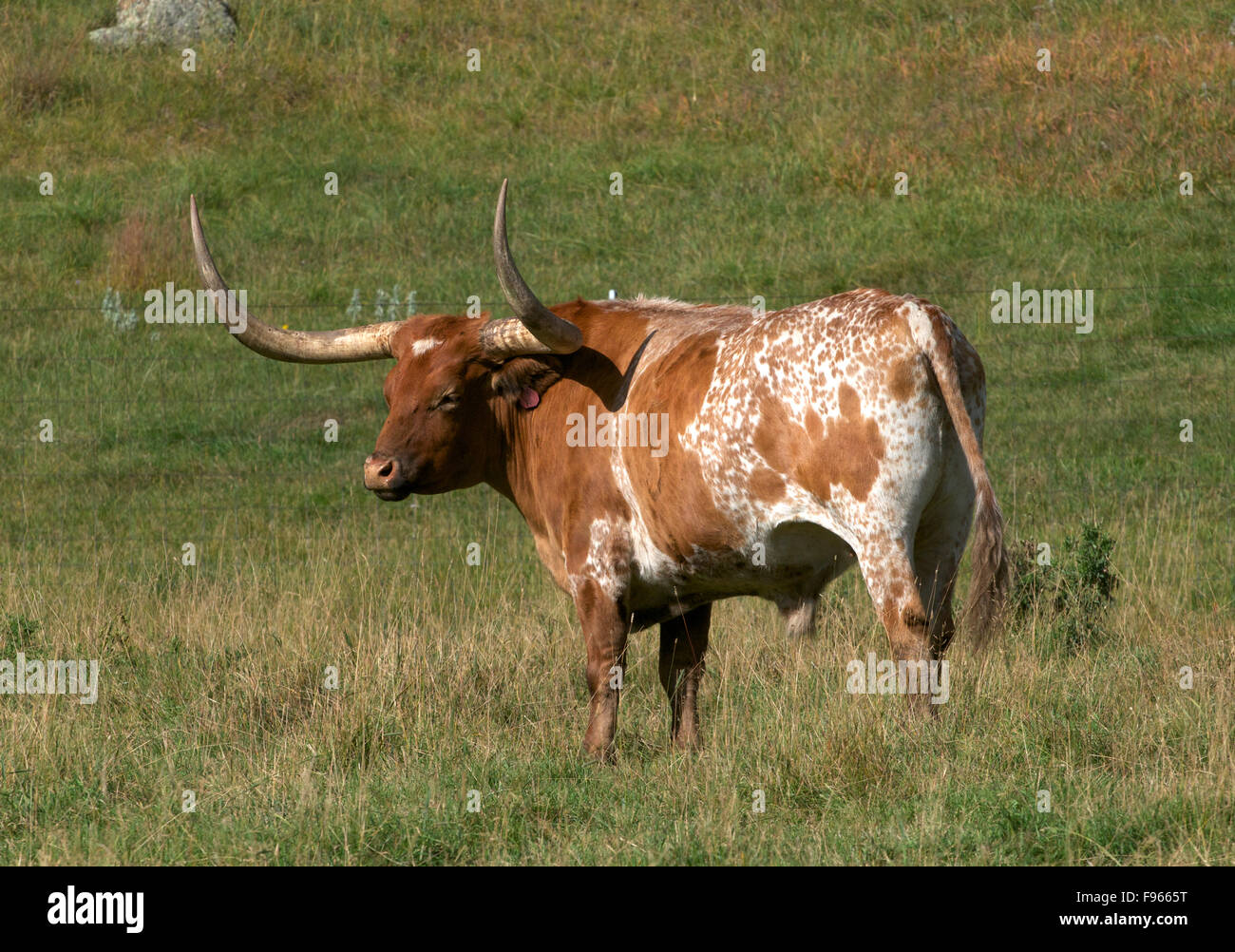 Longhorn-Rinder mit langen Hörnern in eingezäunten Wiese in der Nähe von Custer State Park, South Dakota, North America. Stockfoto