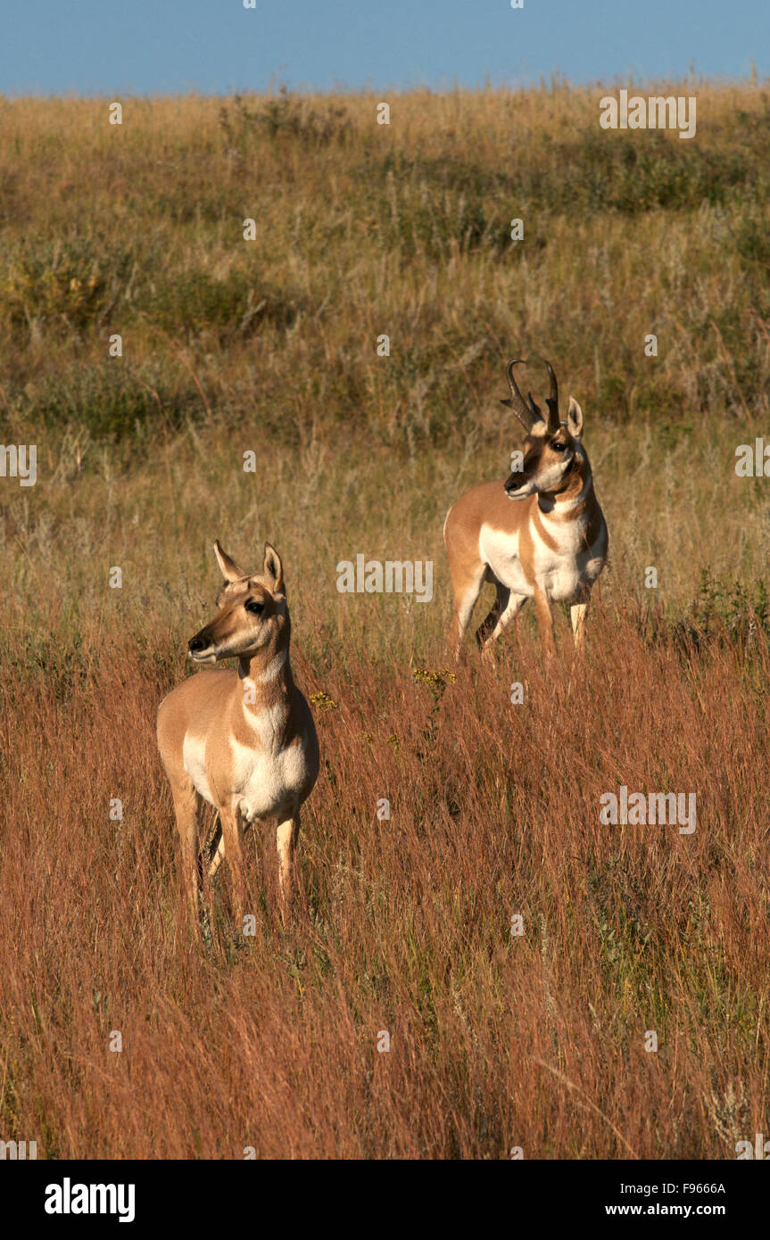 Pronghorn Antilope Männchen und Weibchen auf grasbewachsenen Hügel wachsamen etwas in der Ferne. (Antilocapra Americana); Custer Stockfoto