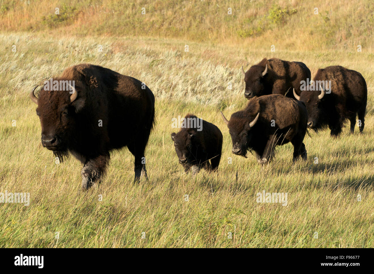 Amerikanische Bisons Kühe und Kälber, zu Fuß über Wiesen in Custer State Park, South Dakota, Nord-Amerika. (Bison Bison) Stockfoto