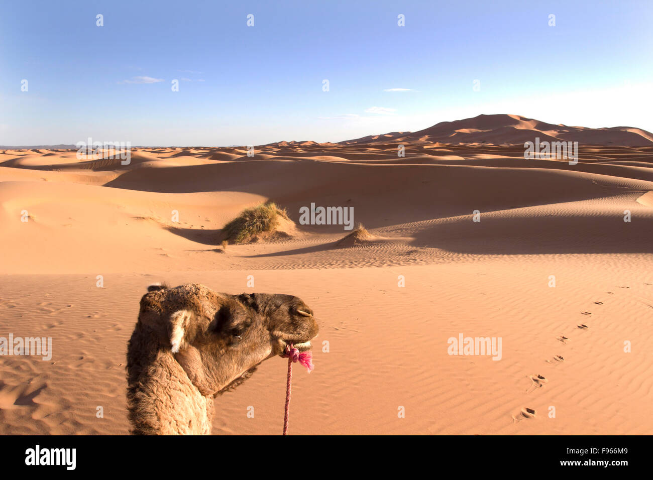 Erg Chebbi Sahara Marokko Stockfoto