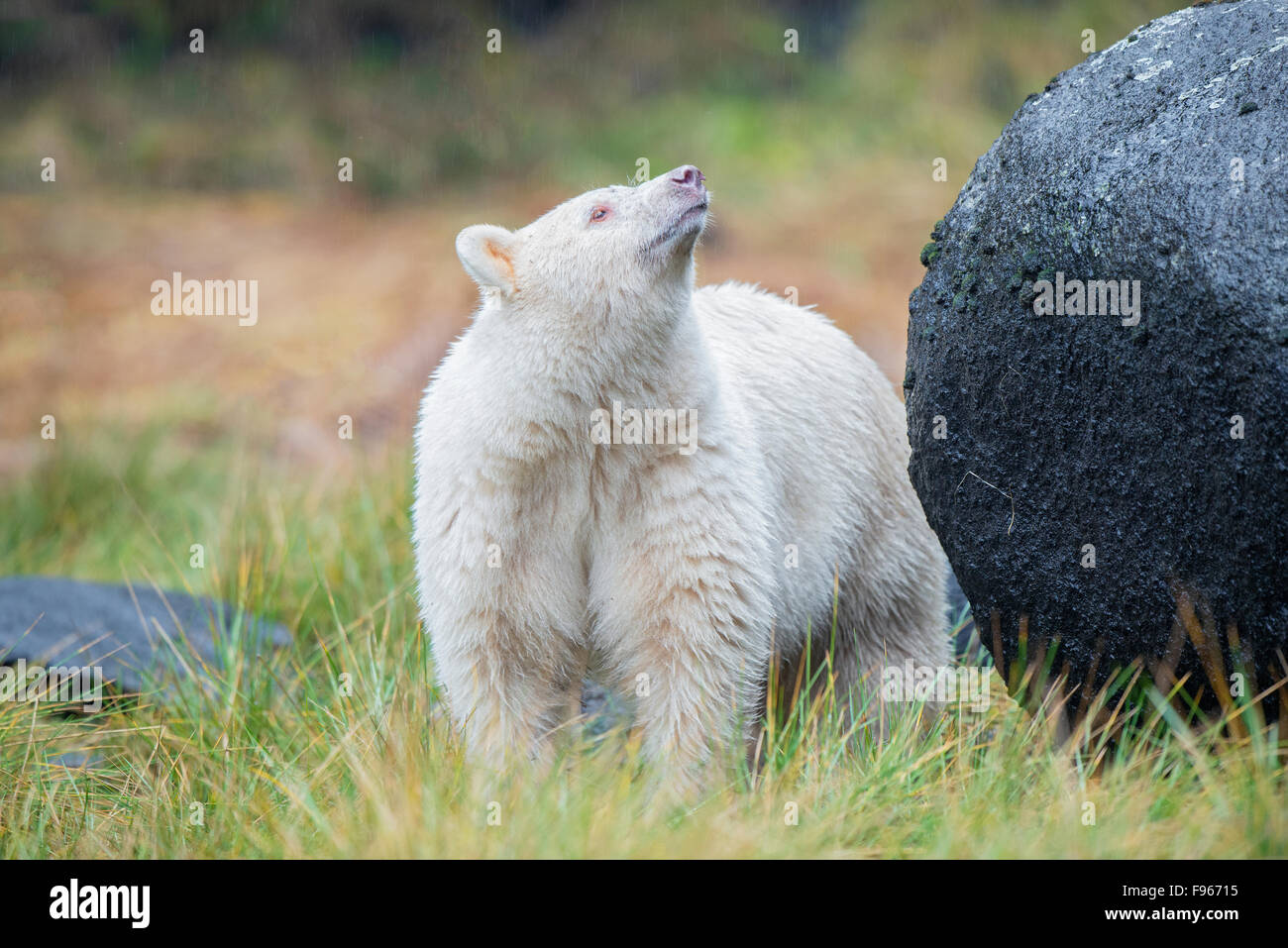 Geist zu tragen (Ursus Americanus Kermodei), sehr zentrale Küste Bear Rainforest, Britisch-Kolumbien, Kanada Stockfoto