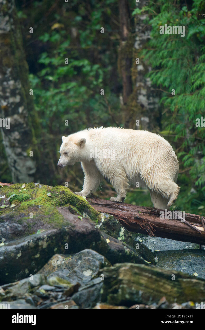 Geist zu tragen (Ursus Americanus Kermodei), sehr zentrale Küste Bear Rainforest, Britisch-Kolumbien, Kanada Stockfoto