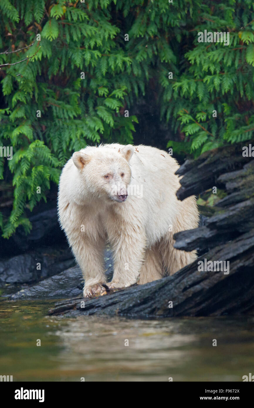 Geist zu tragen (Ursus Americanus Kermodei), sehr zentrale Küste Bear Rainforest, Britisch-Kolumbien, Kanada Stockfoto