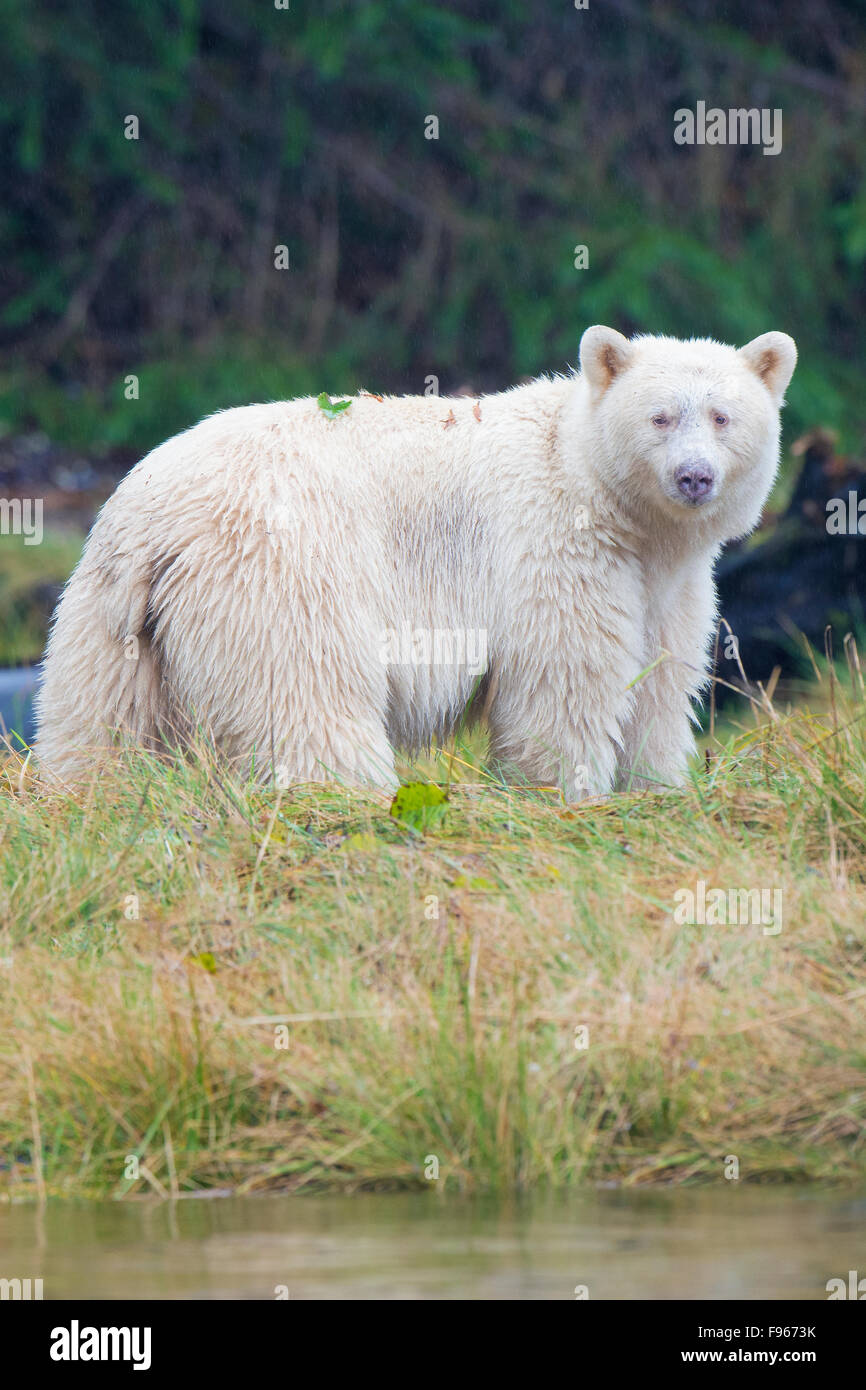 Geist zu tragen (Ursus Americanus Kermodei), sehr zentrale Küste Bear Rainforest, Britisch-Kolumbien, Kanada Stockfoto