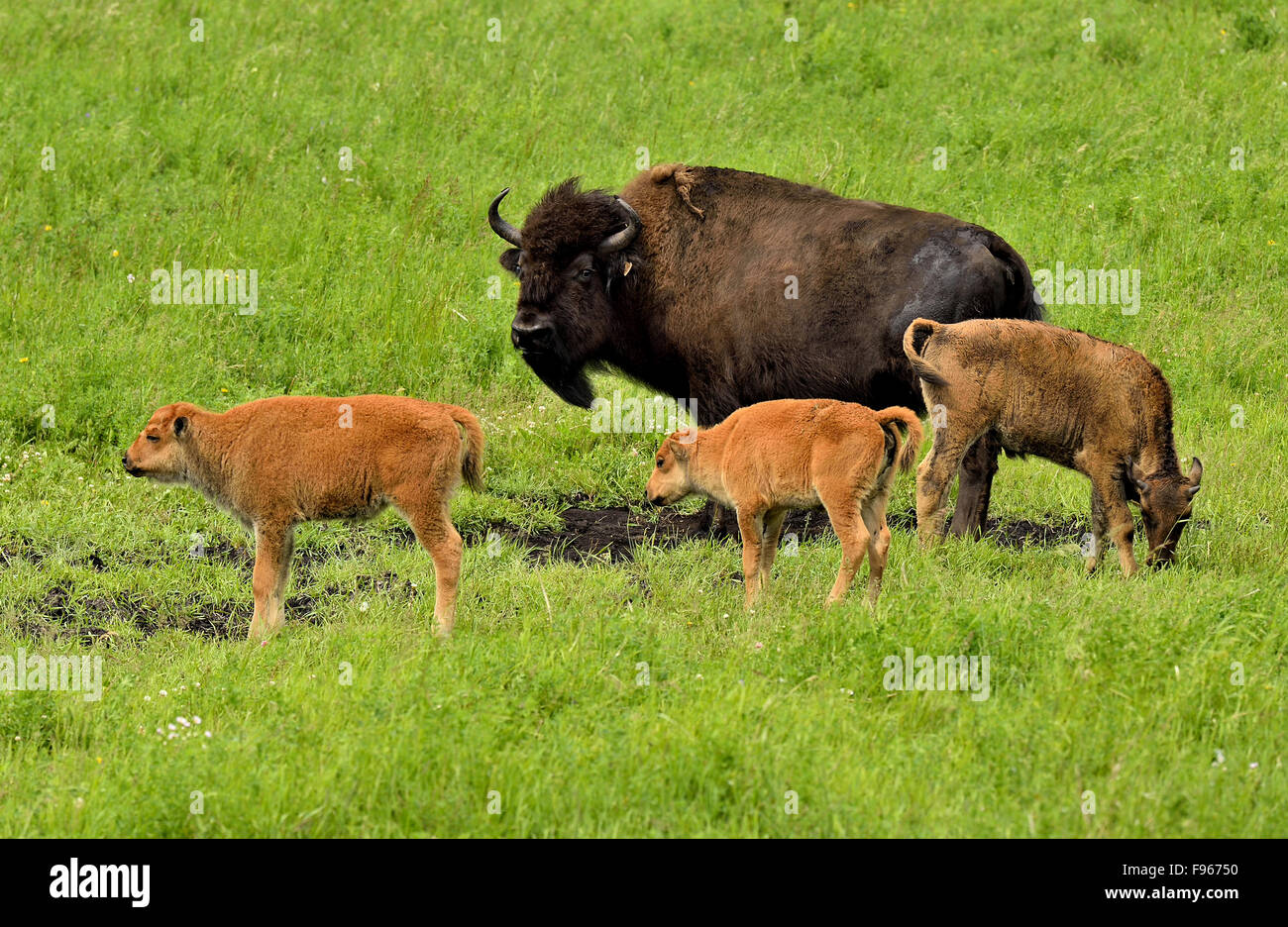 Eine Mutter Kälber Bison Bison Bison, mit jungen, Fütterung und Nahrungssuche auf dem grünen Rasen Wiese Stockfoto