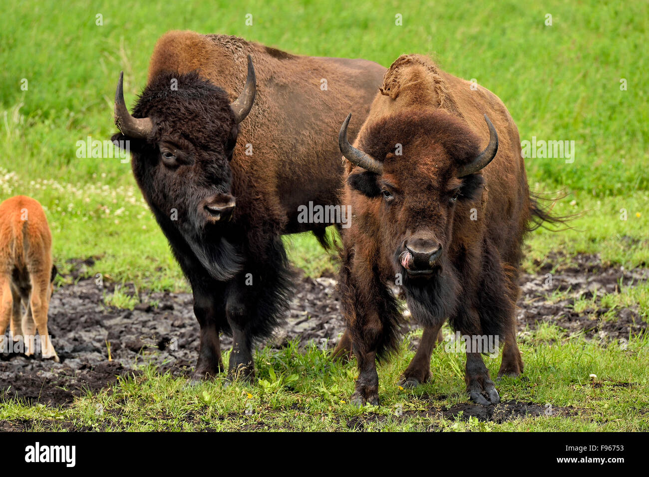 Zwei Erwachsene Bison Bison Bison, stehen am Rande des ein Schlammloch in der Wiese. Stockfoto