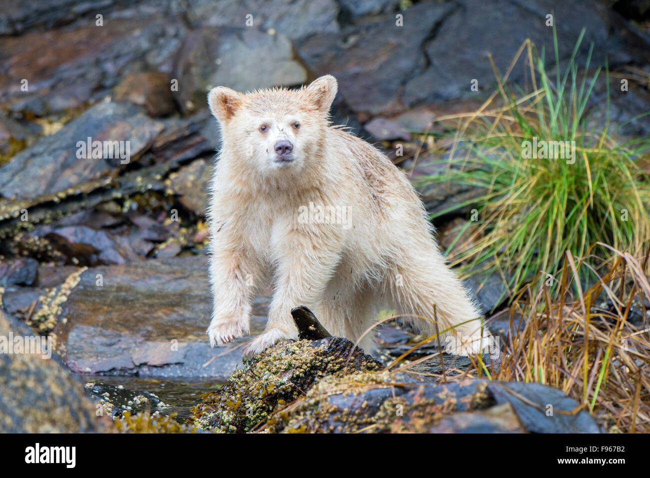 Spirit bear Cub (Ursus Americanus Kermodei) auf Nahrungssuche in der Gezeitenzone, Great Bear Rainforest, Britisch-Kolumbien zentrale Stockfoto