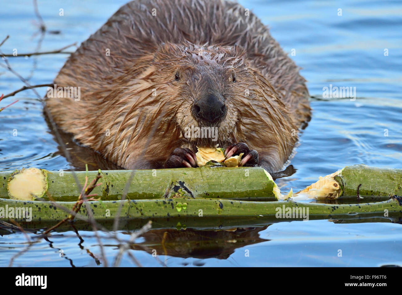 Eine Front Gesicht Blick auf einen Erwachsenen Biber "Castor Canadenis" kauen auf einem Blatt des Baumes, die er gerade aus dem Grün abgebissen hat Stockfoto