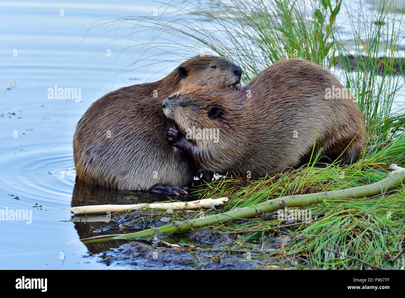 Zwei wilde Biber "Castor Canadenis" Beschneidung des anderen Fell am Rand der Biber Teich in der Nähe von Hinton Alberta Kanada Stockfoto