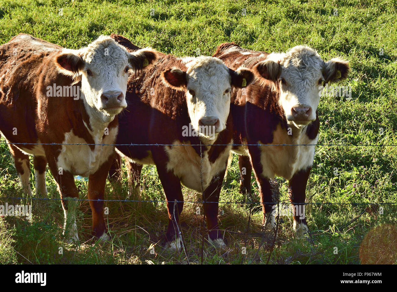 Drei junge Herford Marke Rinder auf einer grünen Wiese weiden im ländlichen New Brunswick, Kanada Stockfoto