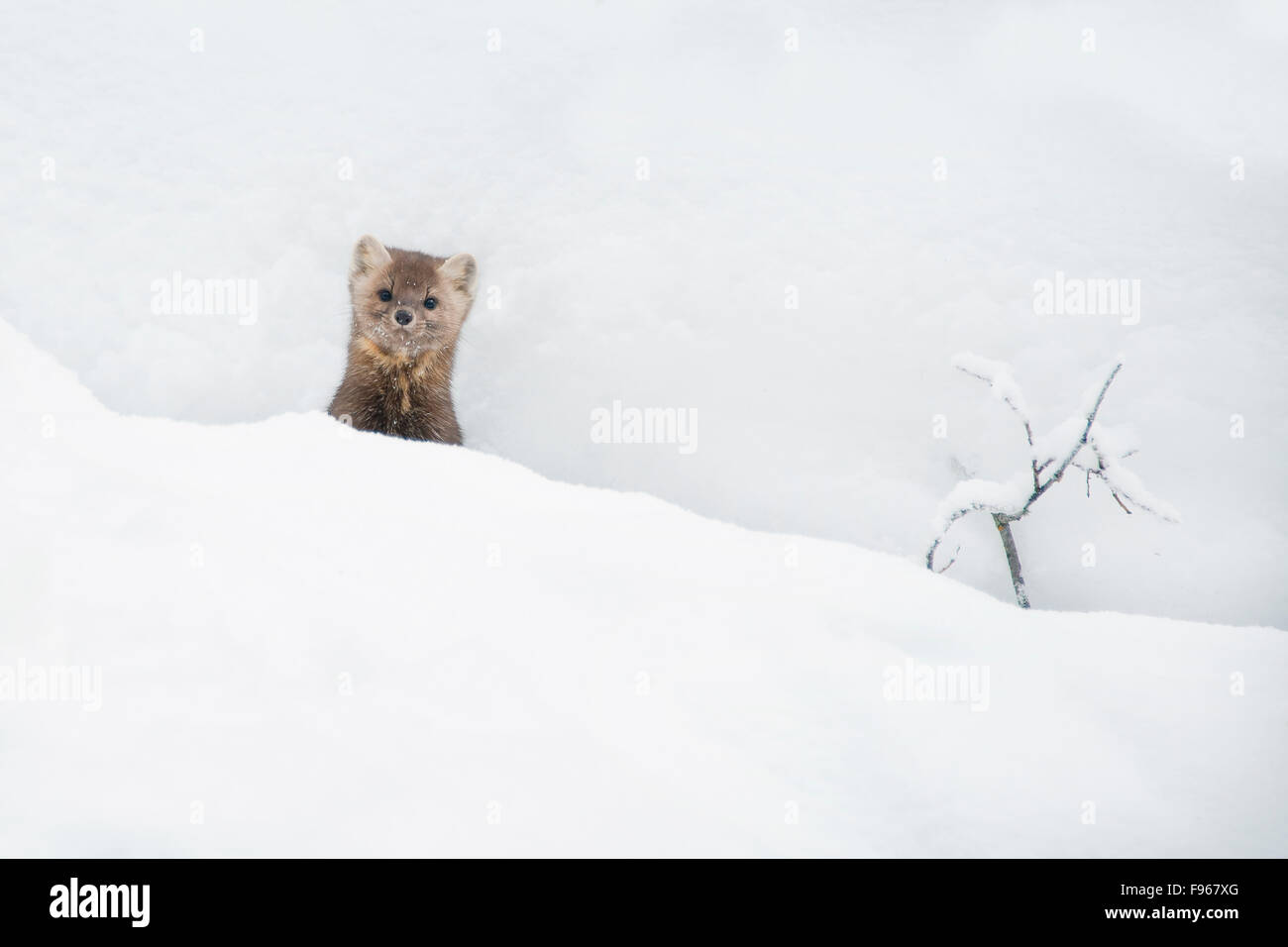 Erwachsene weibliche Baummarder (Martes Americana), Jasper Nationalpark, Alberta, Kanada Stockfoto