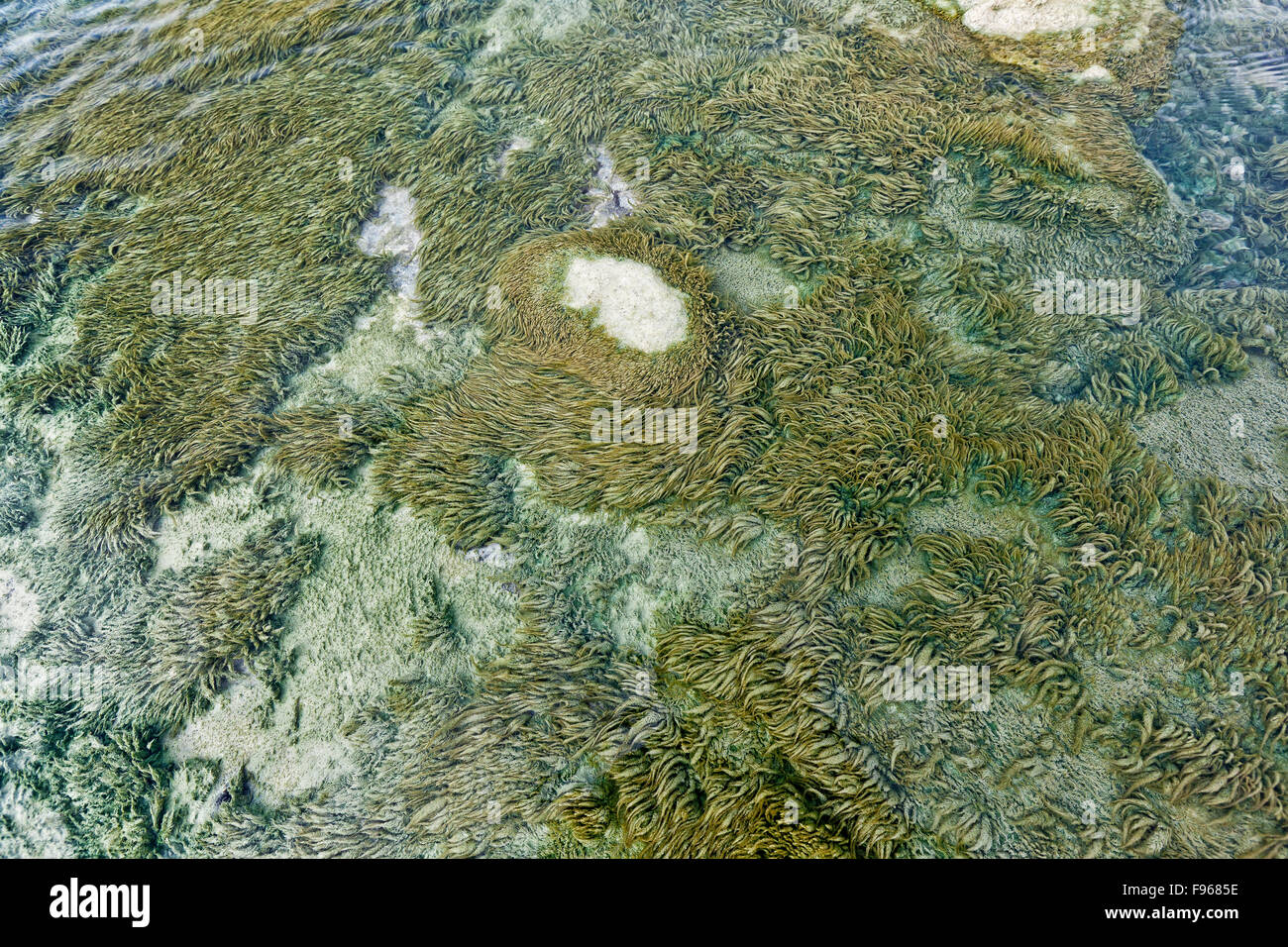 Algen im Wasser an Bjarnarflag geothermische Anlage, Island Stockfoto