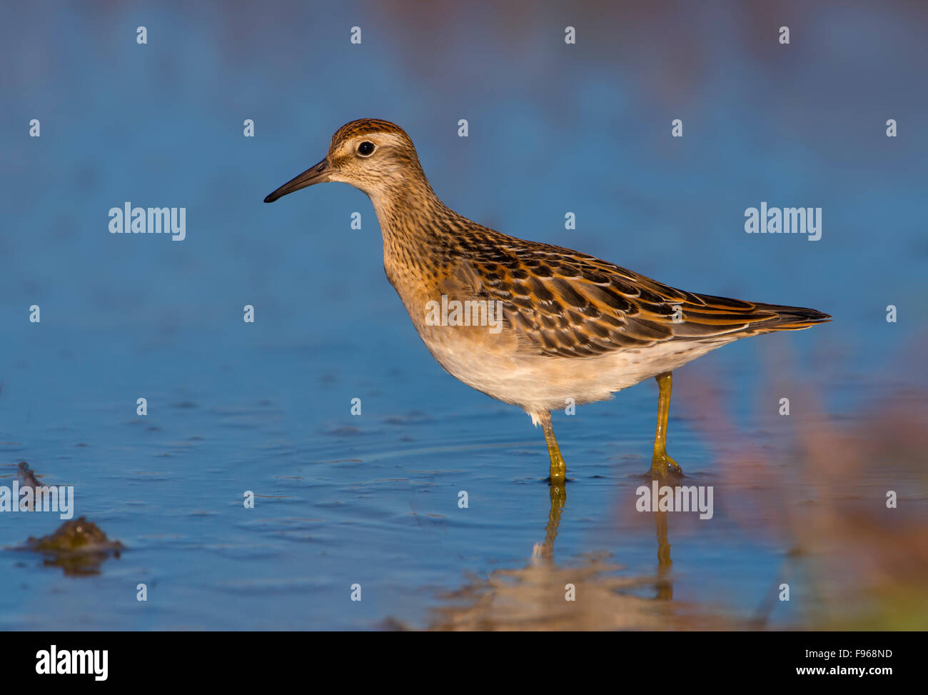 Sharptailed Sandpiper am Spieß Saanichton, Victoria BC Stockfoto