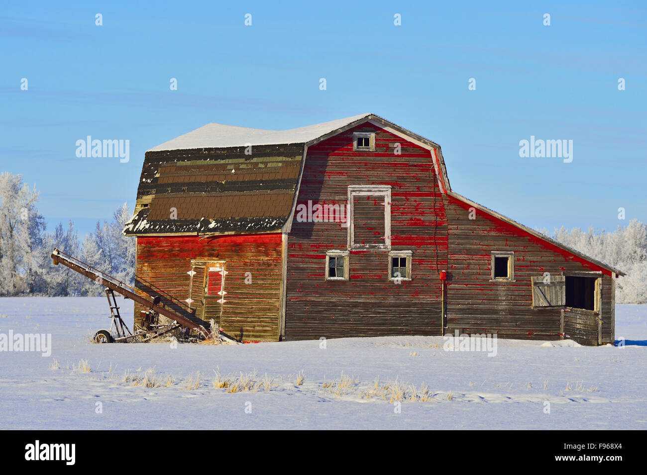 Eine alte rote Scheune auf einem Bauernhof im ländlichen Alberta Kanada steht stark im Winter Schnee in der Nähe von Morinville, Alberta, Kanada Stockfoto