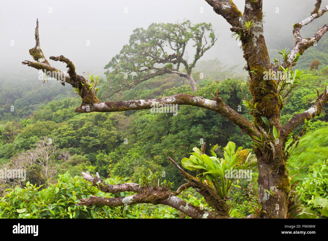 Panama-Landschaft mit nebligen Wolkenwäldern im Omar Torrijos-Nationalpark, Cordillera Central, Provinz Cocle, Republik Panama, Mittelamerika. Stockfoto