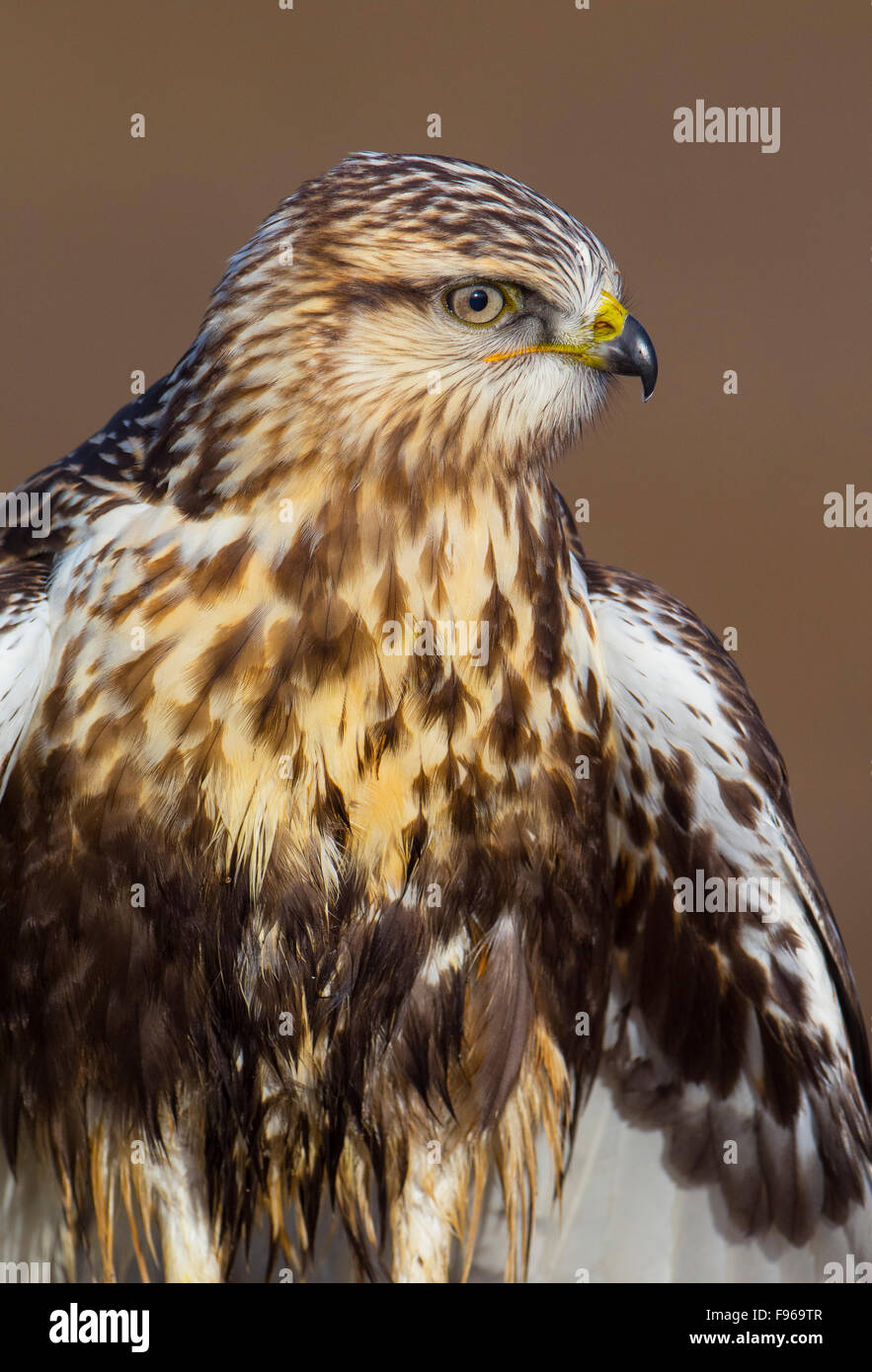 Roughlegged Hawk Nanaimo Flussmündung Stockfoto