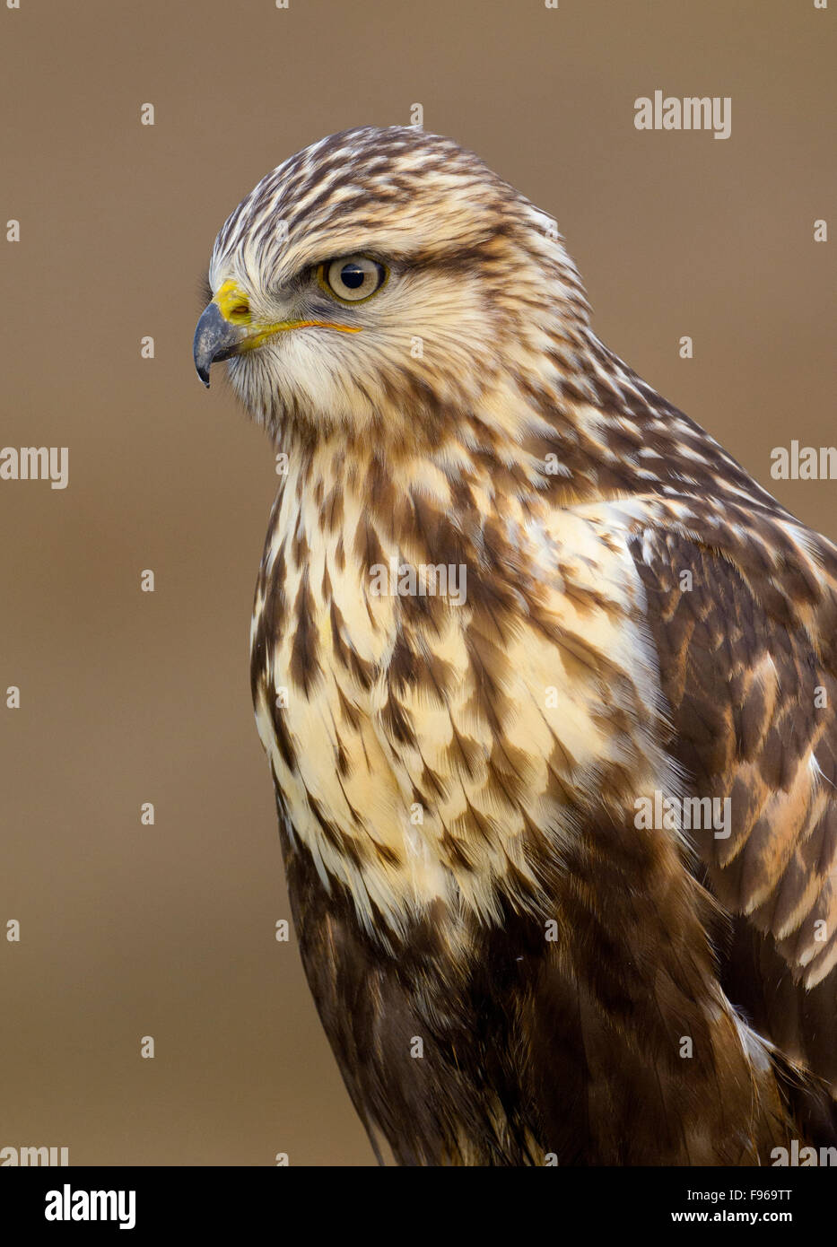 Roughlegged Hawk Nanaimo Flussmündung Stockfoto