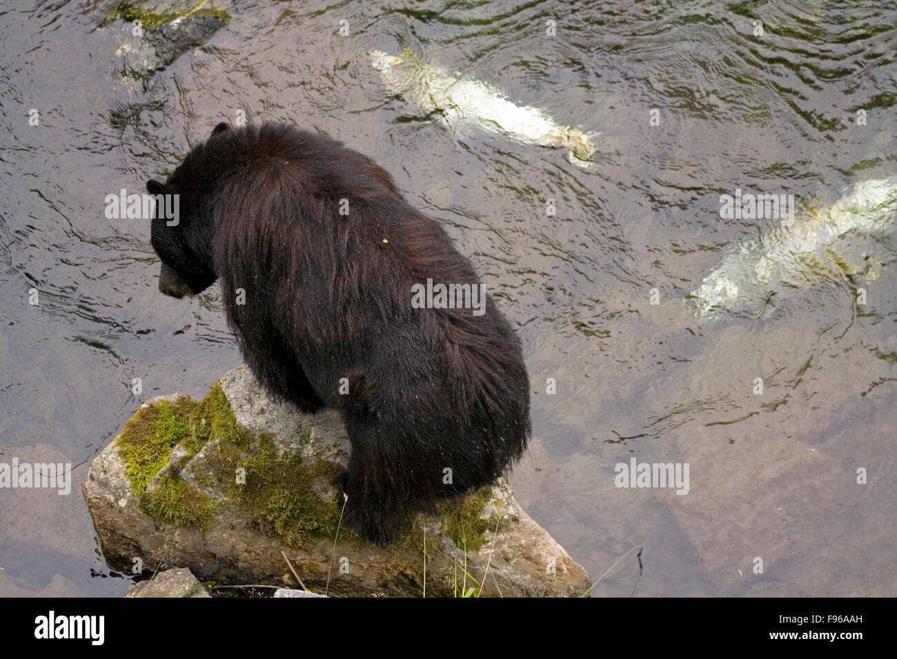 Schwarzer Bär Fang von Lachs an einem Bach in Hyder, Alaska, USA Stockfoto